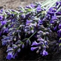 Aroma masáže Zuzana - Profile Image
