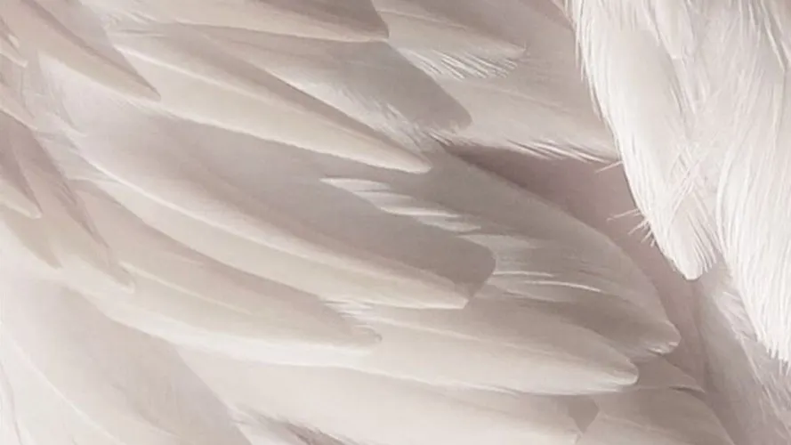 Angel Hair Boskovice- Tereza - Gallery Image 1