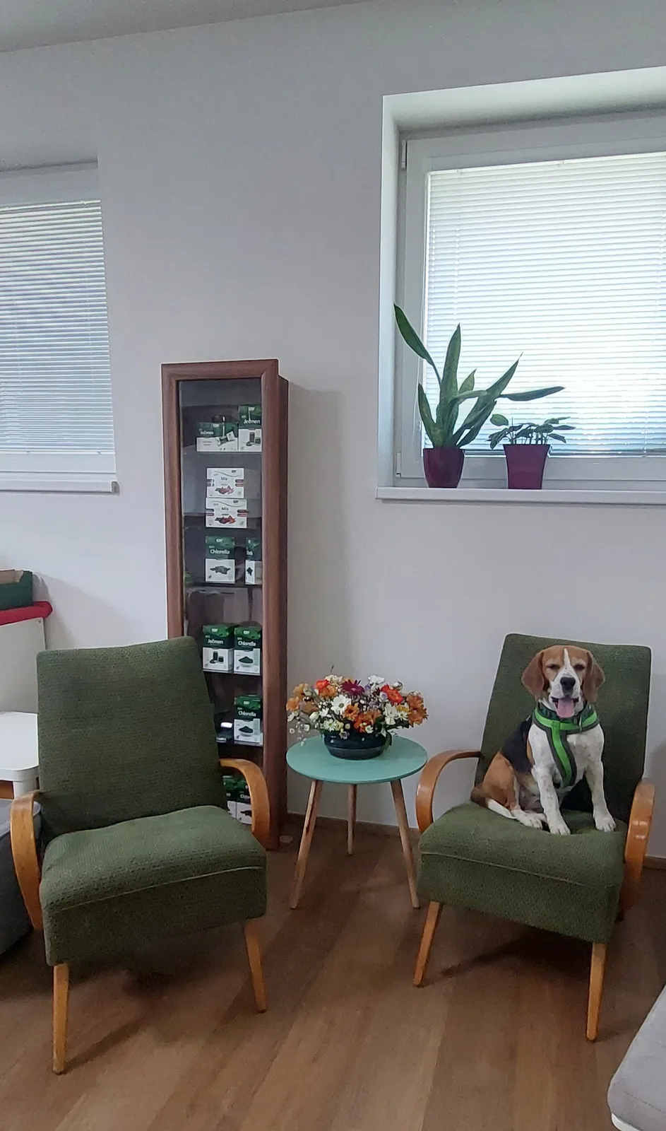 Zelená Šárka – fotografie salonu