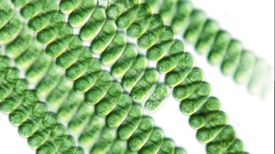 IXYA - Gallery Image 1